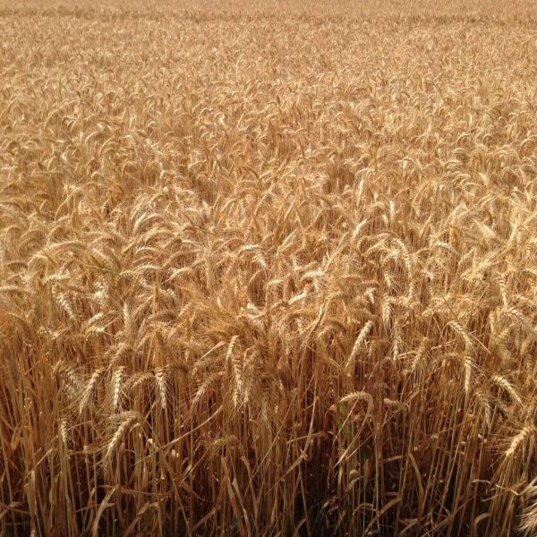 Offres de vente Propriété Agricoles Bourges 18000